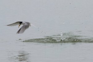 Bibione_7DMII_2015-04-26_0918